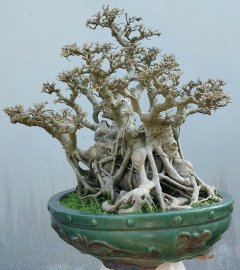 Bodhi bonsai tree