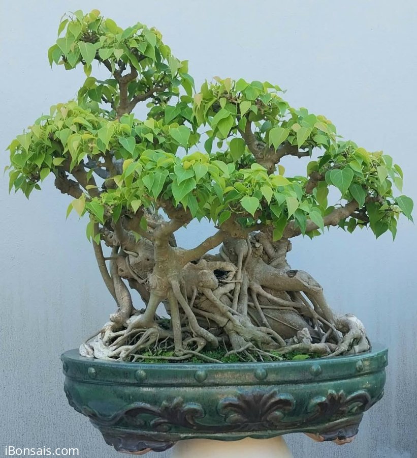 Bodhi bonsai tree