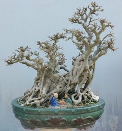 Bodhi bonsai tree