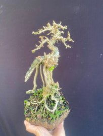 Antidesma acidum tree