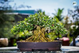 Linh Sam siêu bông ,siêu lùn lực mời các bác ngắm vui nhé