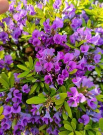 Vietnamese blue bell bonsai tree