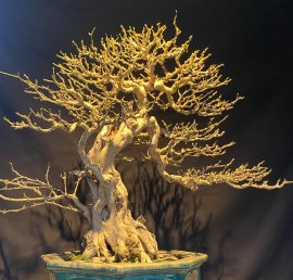 Vietnamese blue bell bonsai tree