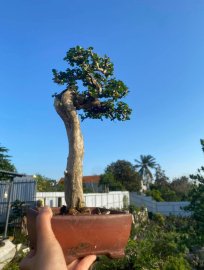 Antidesma acidum tree