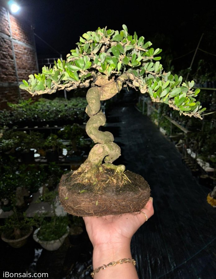 Vietnamese blue bell tree