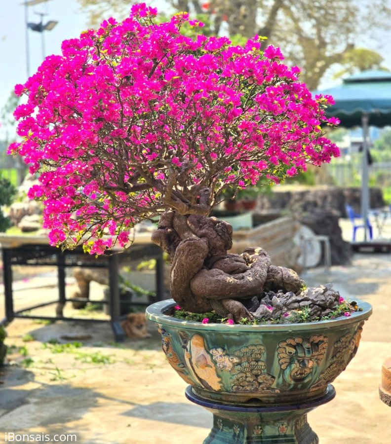 Bougainvillea tree is blooming
