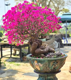 Bougainvillea tree is blooming