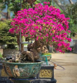 Bougainvillea tree is blooming