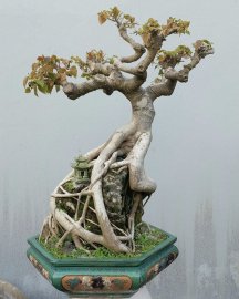 Bodhi mature tree