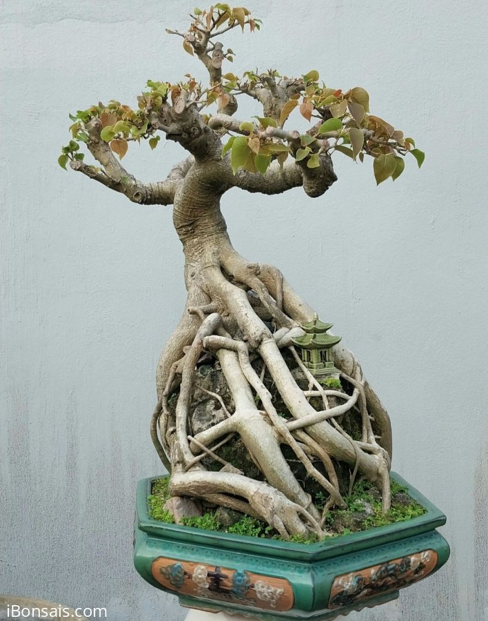 Bodhi mature tree
