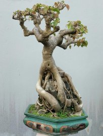 Bodhi mature tree