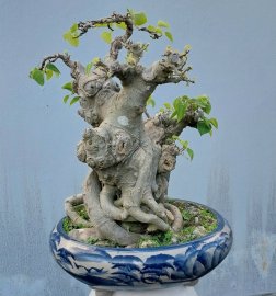 Bodhi mature tree
