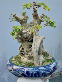 Bodhi mature tree