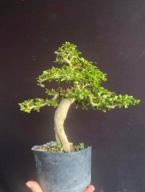 Antidesma acidum lovely tree