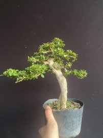 Antidesma acidum lovely tree
