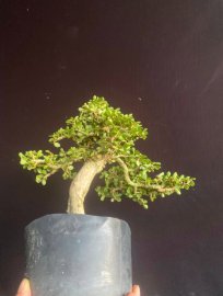 Antidesma acidum lovely tree