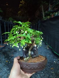 Mai chiếu thủy mini