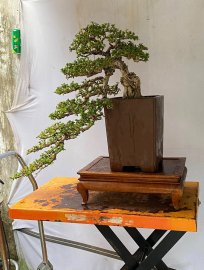 Antidesma acidum waterfall tree