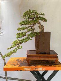 Antidesma acidum waterfall tree