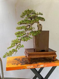Tp: Sam trái dáng đổ co lắc , chi tàn ấm mịn già