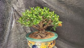 Red Ixora trees