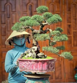 Casuarina equisetifolia bonsai tree