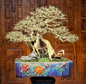 Sam ngoc bonsai tree artwork