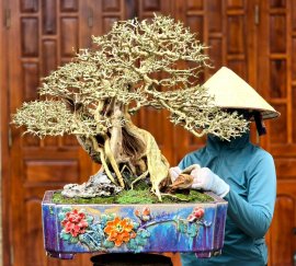 Sam ngoc bonsai tree artwork