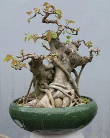Bodhi tree