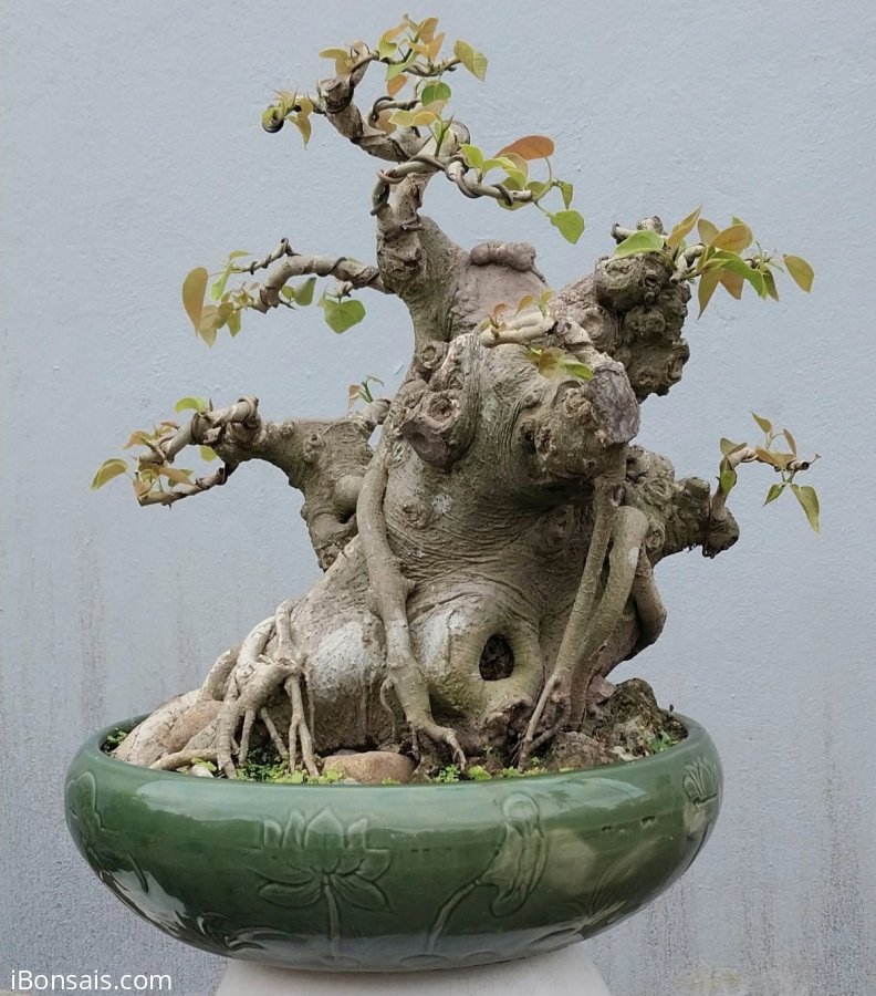 Bodhi tree