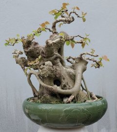 Bodhi tree
