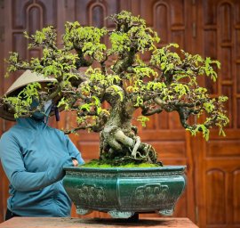 Tamarind bonsai tree
