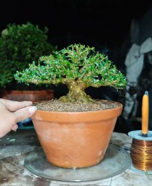 Linh sam mini