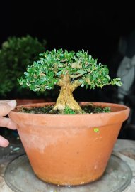 Linh sam hàng bim bim