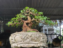 Hải châu lá nhỏ lùn lực
