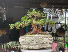 Hải châu lá nhỏ lùn lực