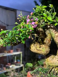 Hồng ngọc mai
