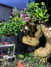 Hồng ngọc mai