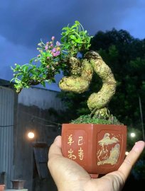 Hồng ngọc mai
