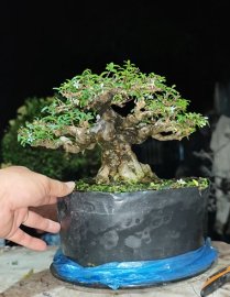 Mai chiếu thủy