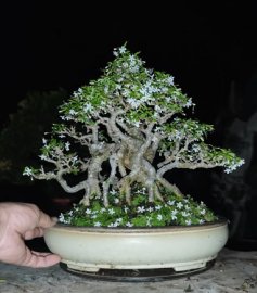 Ngắm hoa đêm mai chiếu thủy