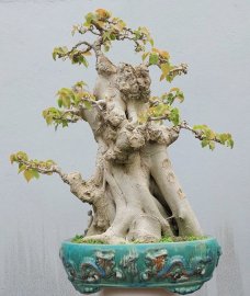 Bodhi tree
