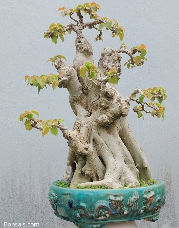 Bodhi tree