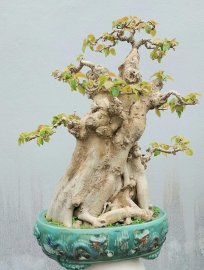 Bodhi tree