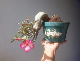 Em Sứ Thái zin mini...
