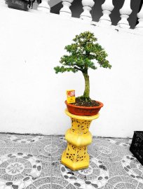 Linh sam 86