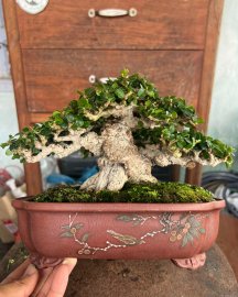 Sam núi trái lùn lực