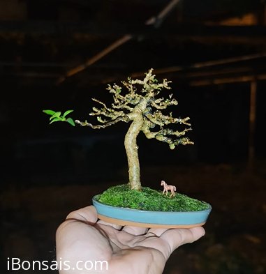Water Jasmine mini tree