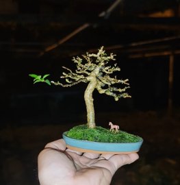 Lạc đàn