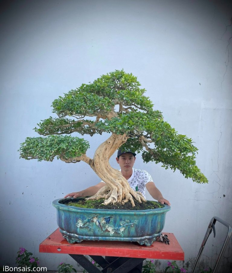 Nguyệt quế lá xoắn, hàng khủng